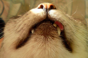 Przyczyny, objawy i leczenie eozynoficznego ziarniny w kotach Przyczyny, objawy i leczenie eozynoficznego ziarniny w kotach